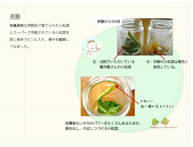 実験:無農薬無化学肥料で育てられた小松菜とスーパーで市販されている小松菜を同じ条件でビンに入れ、様子を観察してみました。